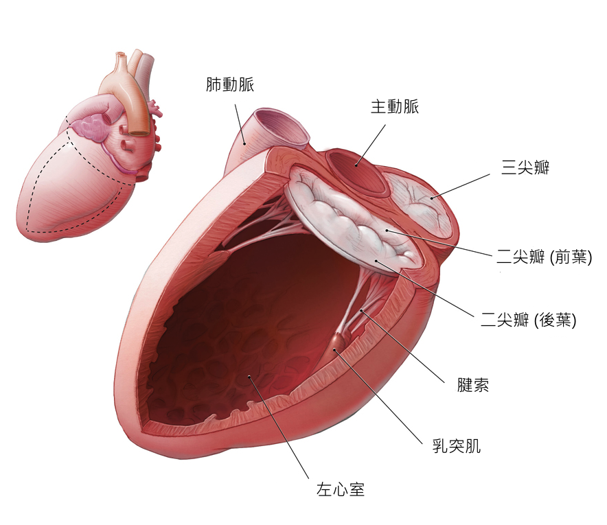 心臟切剖圖