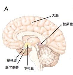 圖二 (A)腦下垂體的大體位置與視神經之關係