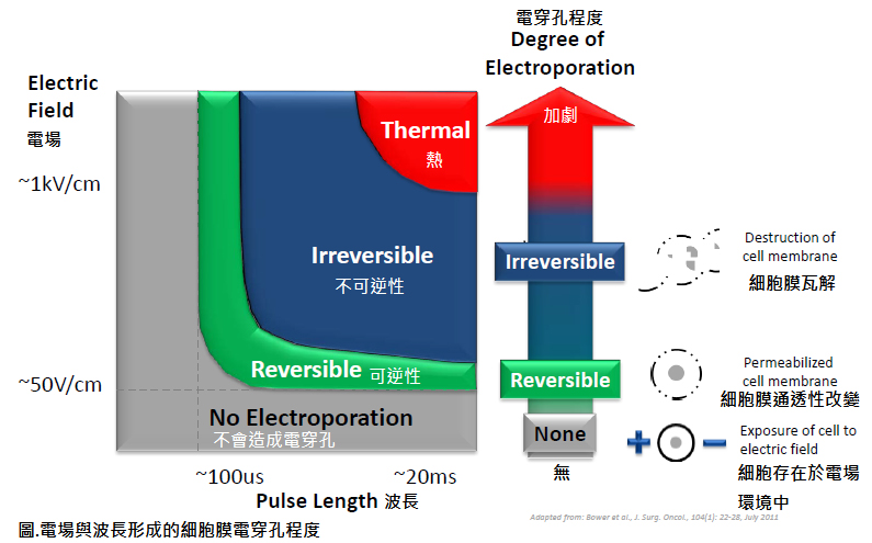 電場與波長形成的細胞沒穿孔程度