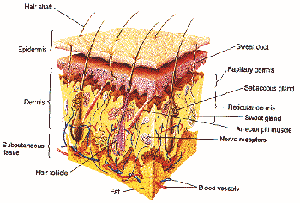 Skin tissue