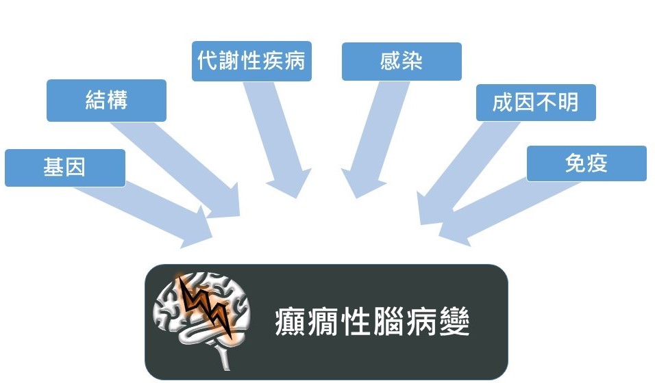 癲癇性腦病變的成因