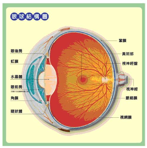 眼球結構圖