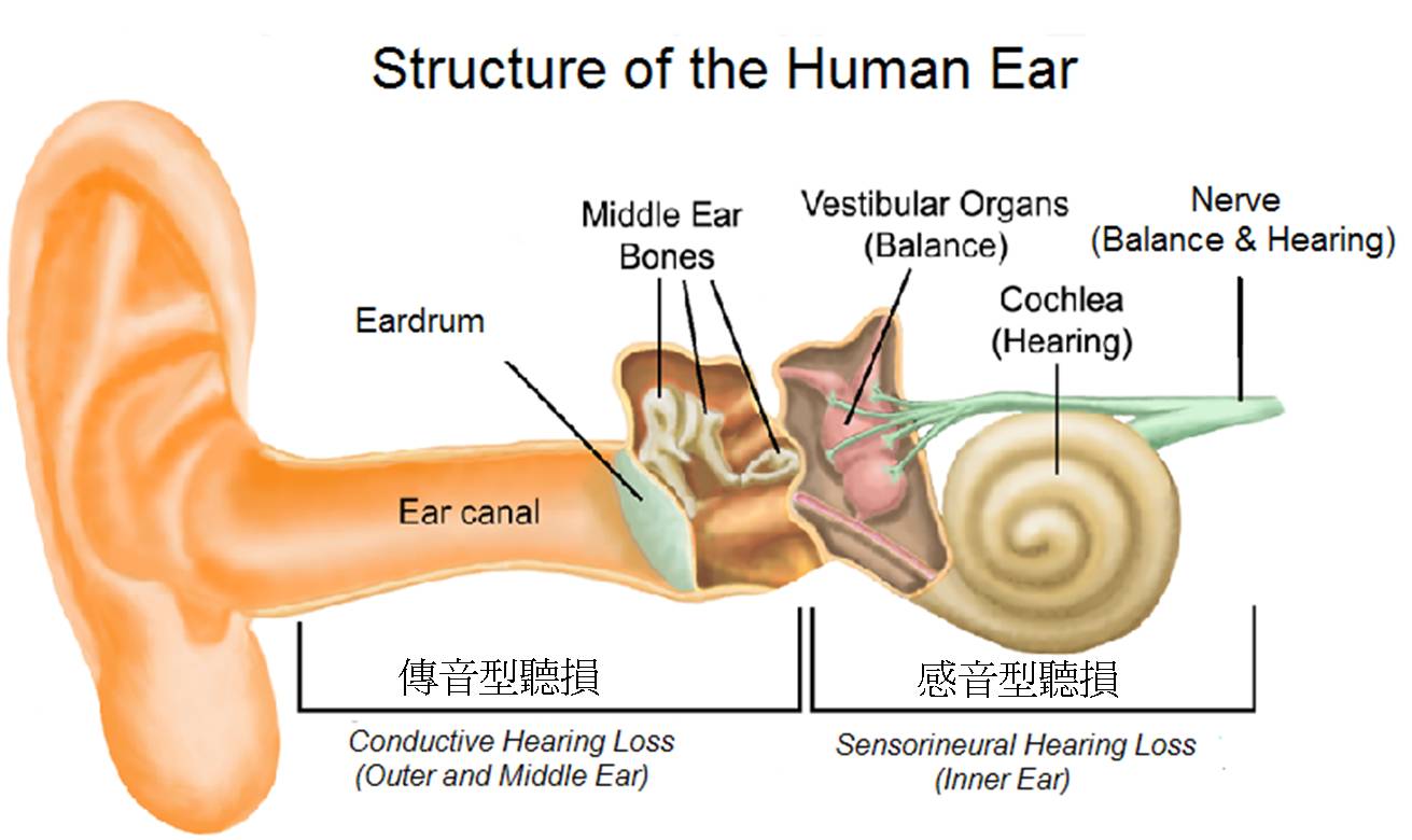 耳朵構造