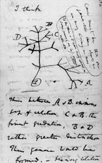 達爾文手繪之演化樹