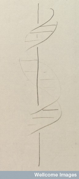 克立克手繪的雙股螺旋型。