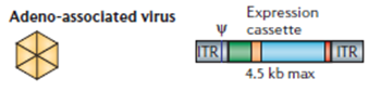 Adeno-assoclated virus