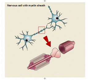 带有髓鞘的神经轴突
