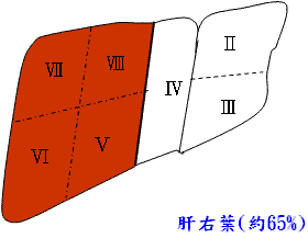 肝右葉