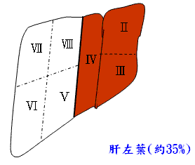 肝左葉