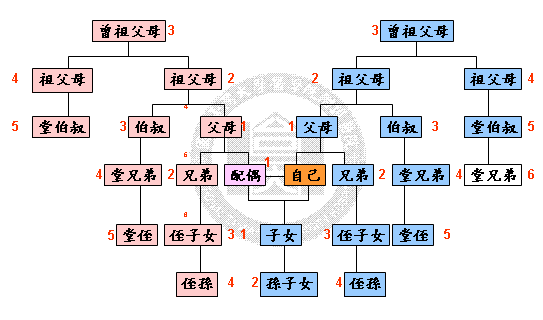 肝臟親等圖