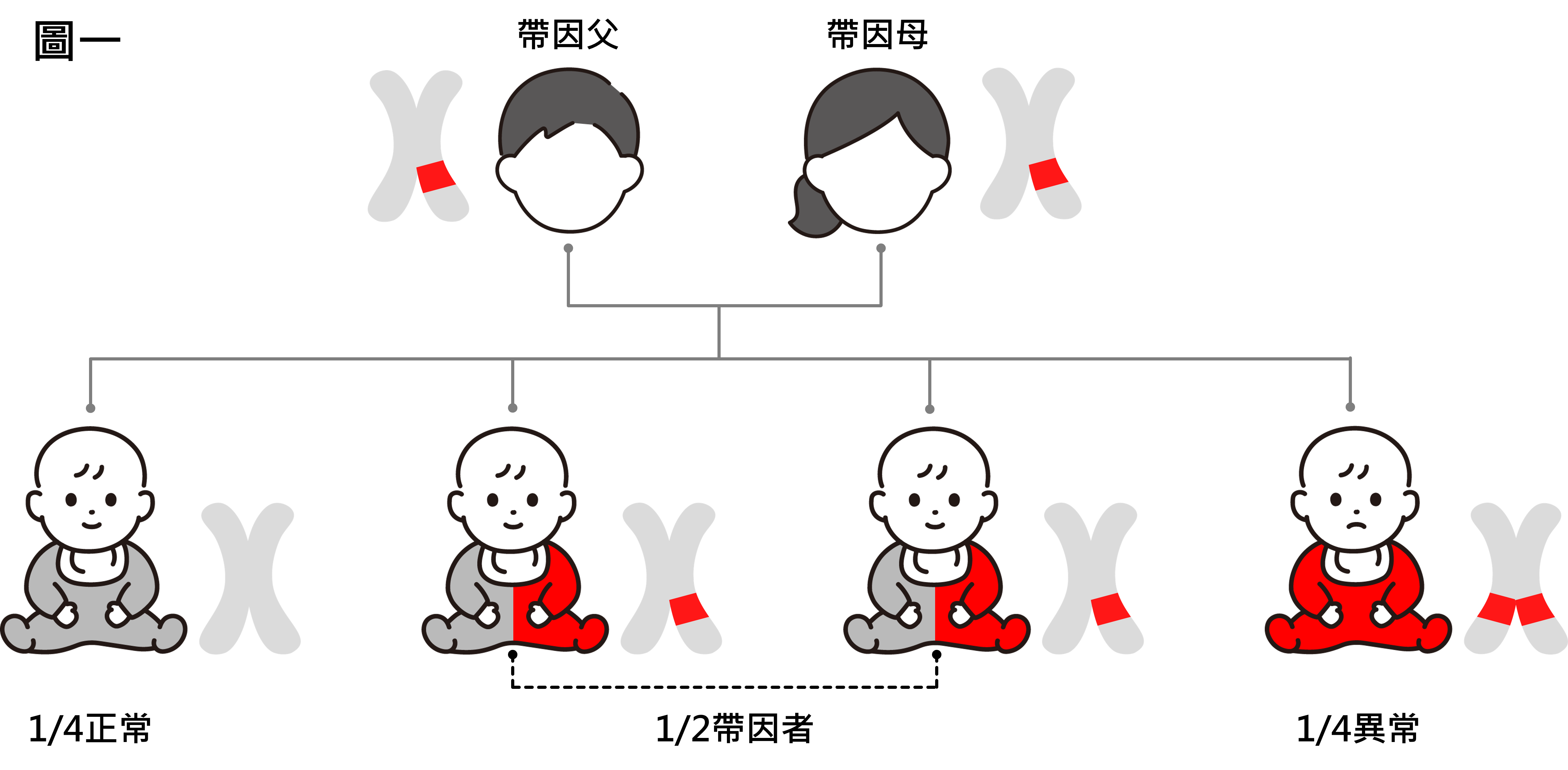 圖一:遺傳篩檢可以檢測準爸媽本身是否攜帶隱性遺傳疾病的基因，帶因者本人通常不會發病，雖然本人沒有症狀但可能將該基因傳給下一代，若剛好雙方皆為同一個隱性遺傳疾病的帶因者，則每一胎子女約有1/4的機會罹患該疾病